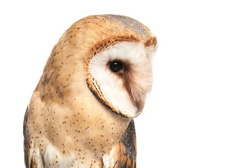Beautiful common barn owl on white background, closeup