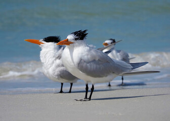 Royal Terns (Thalasseus maximus) resting  and preening on a Gulf Coast beach at St. Pete Beach, Florida.