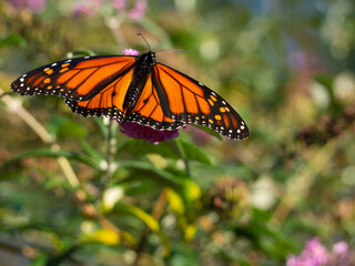Fototapeta na wymiar Close up of Monarch Butterfly 