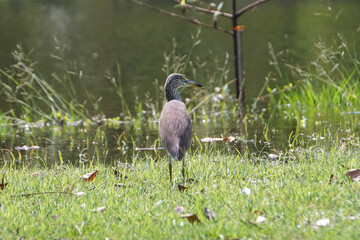 Indian Pond Heron in the garden.