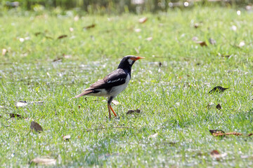 Asian pied starling in the garden.