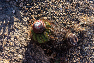 Flor de cacto em ambiente rude