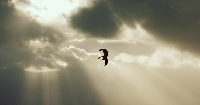 Mystic shadowy kites in front of clouds, moving slowly on sky which is flooded by sunlight beaming through dark clouds