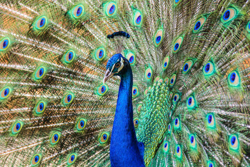 Obraz na płótnie Canvas close up of peacock