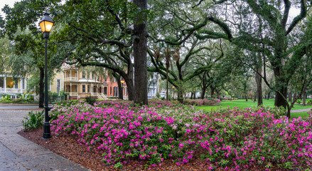 Colorful Spring Azalea in bloom at historic Savannah Forsyth park - Georgia