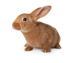 Cute bunny isolated on white. Easter symbol