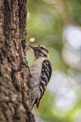 Oiseau posé sur un tronc d'arbre