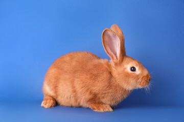 Cute bunny on blue background. Easter symbol