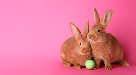 Cute bunnies and Easter egg on pink background