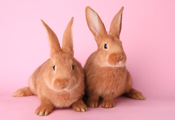 Fototapeta na wymiar Cute bunnies on pink background. Easter symbol