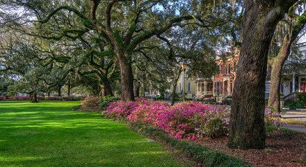 Colorful Spring Azalea in bloom at historic Savannah Forsyth park - Georgia - obrazy, fototapety, plakaty