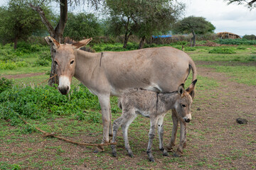 Donkey mother and here foal