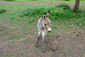 A cute small donkey standing