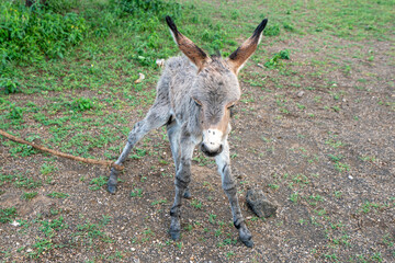 A cute small donkey standing