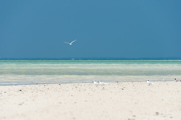 White sand bank, some black naped ternson birds flying over the transparent sea of ​​Kondoi beach. Taketomi Island.