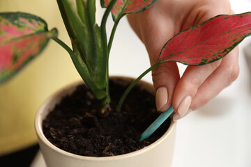 Woman putting fertilizing stick into pot with house plant on blurred background, closeup