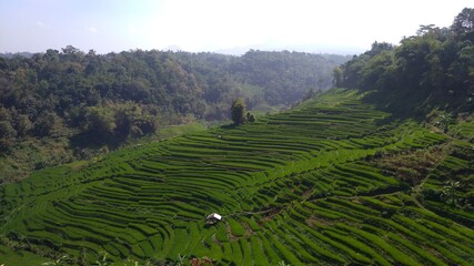 rice terraces in island
