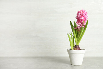 Fototapeta na wymiar Beautiful hyacinth in flowerpot on light grey stone table. Space for text