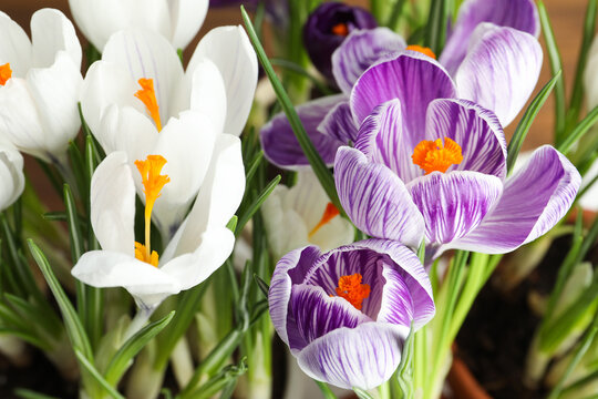 Beautiful fresh spring crocus flowers, closeup view