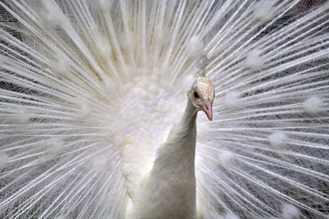 Close-up of a white  peacock showing off his tail fully opened