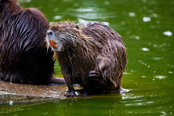 Eurasian beaver (castor fiber) sitting on a rock near water