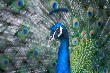 Fototapeta na wymiar Close-up of a peacock showing off his tail fully opened