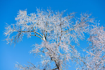 Frozen tree - 415941204
