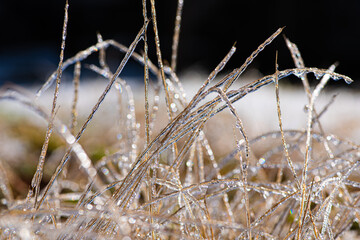 frozen grass - 415941220