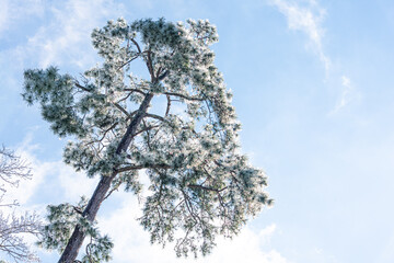 Frozen tree - 415941239