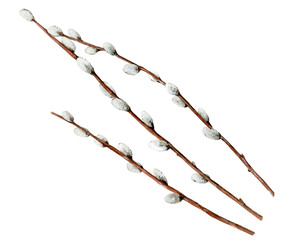 Spring tree Branches with buds. Watercolor willow Branche isolated on white background. Botanical illustration. Detail for Easter design. © Anna