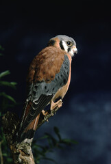American Kestral (Falco Sparverius)