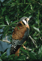 American Kestral (Falco Sparverius)