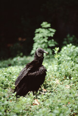 Black Vulture (Coragyps Atratus)