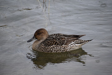 水面に浮かぶ1匹の鴨