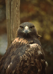 Golden Eagle (Aquila Chrysaetos)
