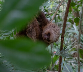 bebé perezoso bosque costarricense   © Yael
