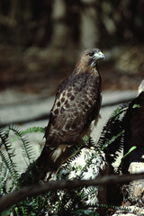 Red-Tailed Hawk (Buteo Jamaicensis)