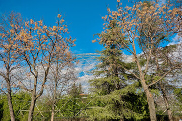 Many type of trees and plants with magnificent blue sky and white cloud background together with white construction made of white sticks as dome.
