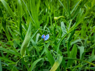 Lathyrus sativus, also known as grass pea, chickling pea, Indian pea, white pea and white vetch, is...