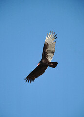 Turkey Vulture (Cathartes Aura)