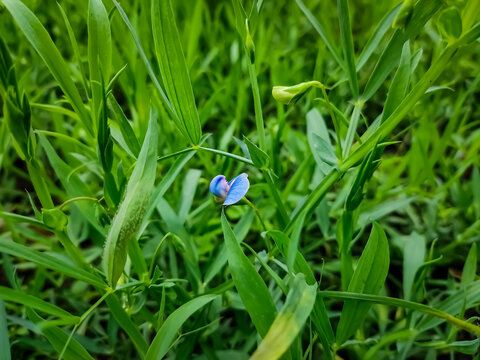 Lathyrus sativus, also known as grass pea, chickling pea, Indian pea, white pea and white vetch, is a legume commonly grown for human consumption and livestock feed in Asia and East Africa.