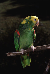 Yellow-Headed Amazon Parrot (Amazona Oratrix)
