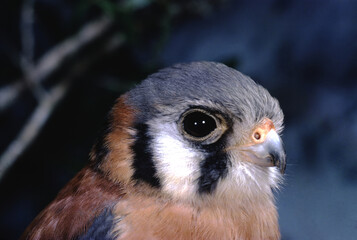American Kestral (Falco Sparverius)