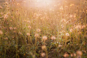 Fluffy flowers in the field.