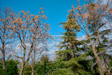 Many type of trees and plants with magnificent blue sky and white cloud background together with white construction made of white sticks as dome.