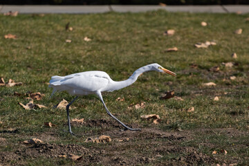 Fototapeta premium The Great Egret hunting