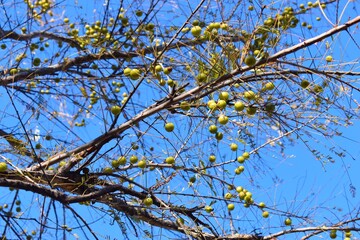 Indian Gooseberries or Amla fruit on tree against blue sky background