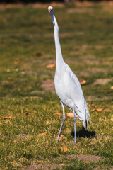 The Great Egret hunting