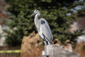 The Great Blue Heron