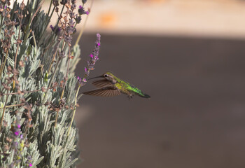 hummingbird in flight